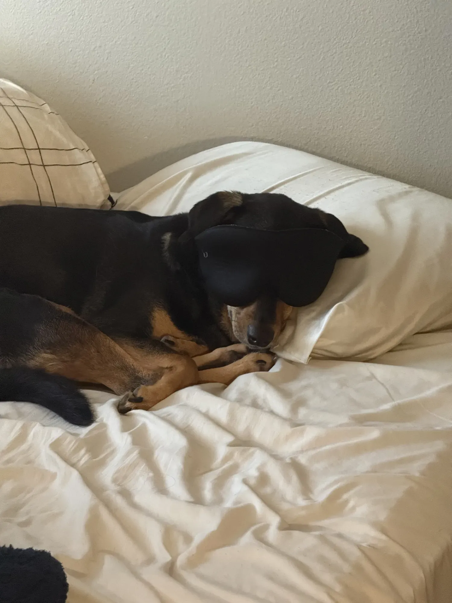 Gia