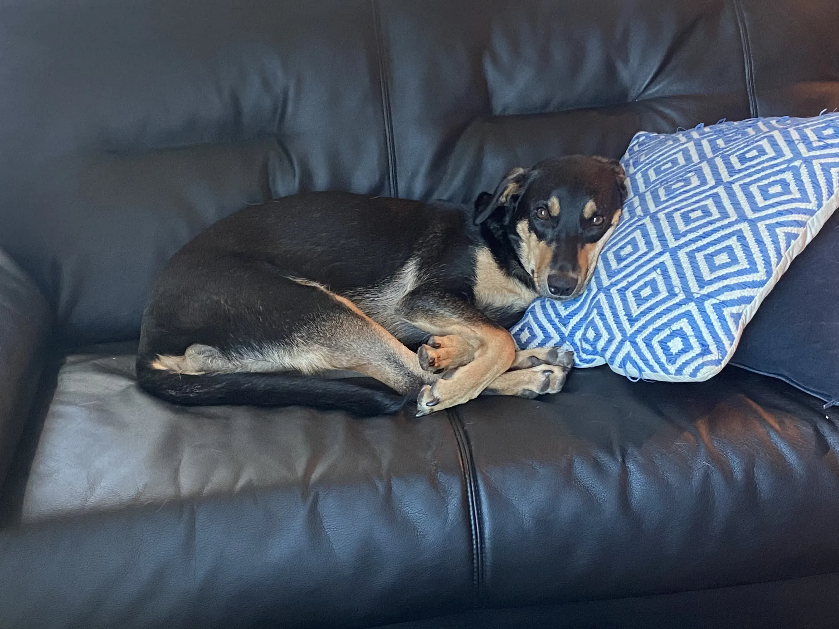 Gia on a pillow