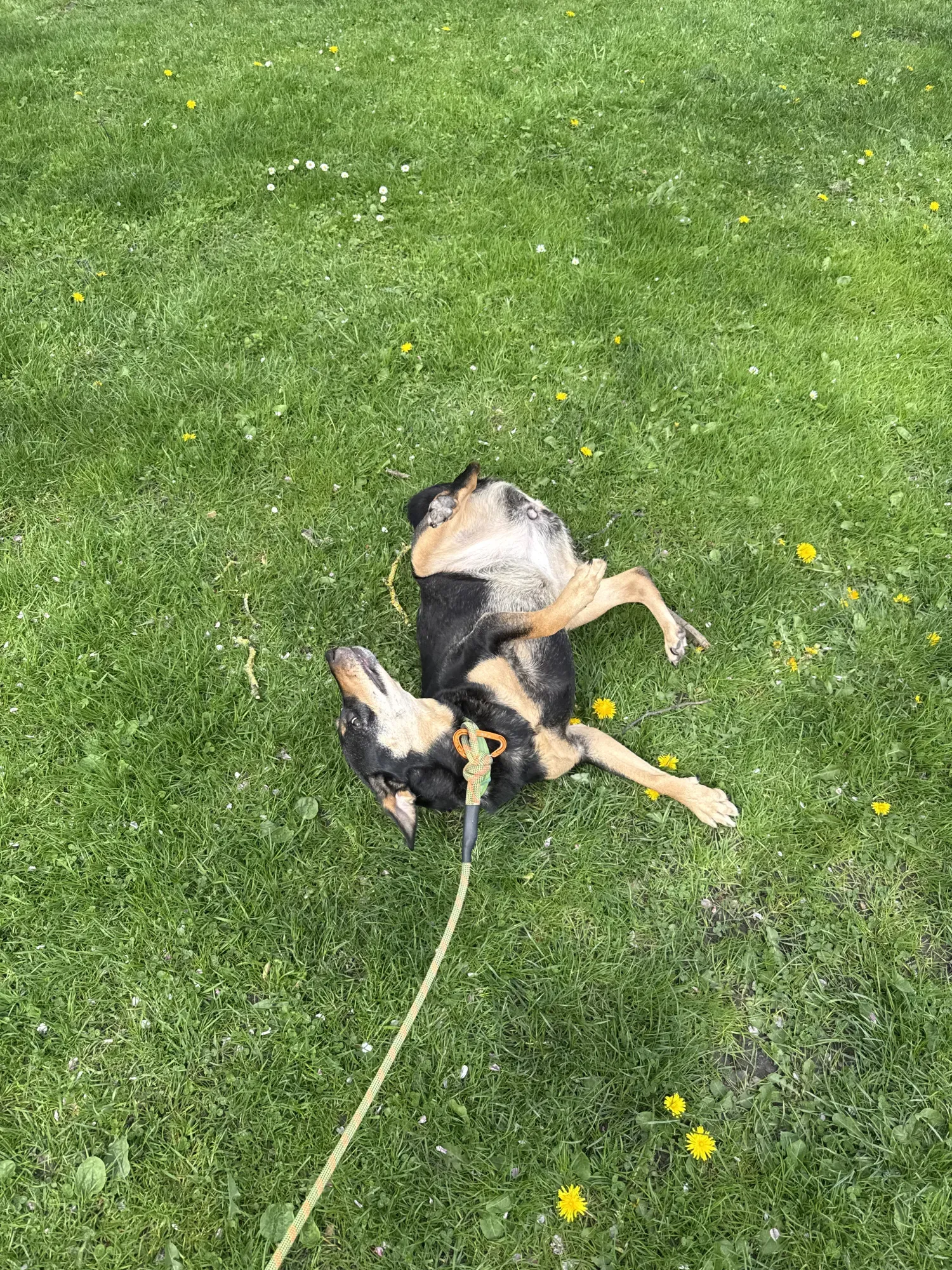 Gia