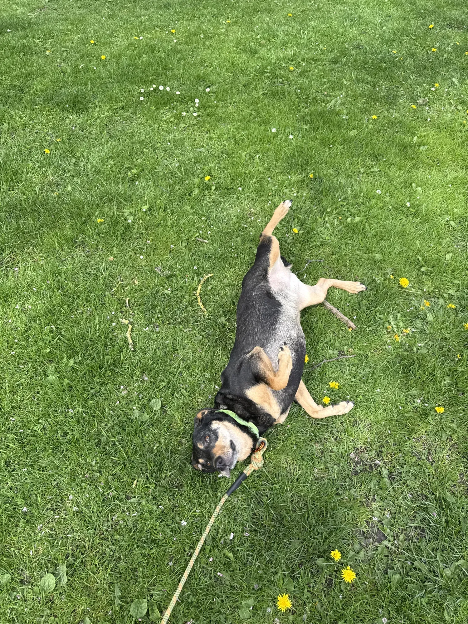 Gia