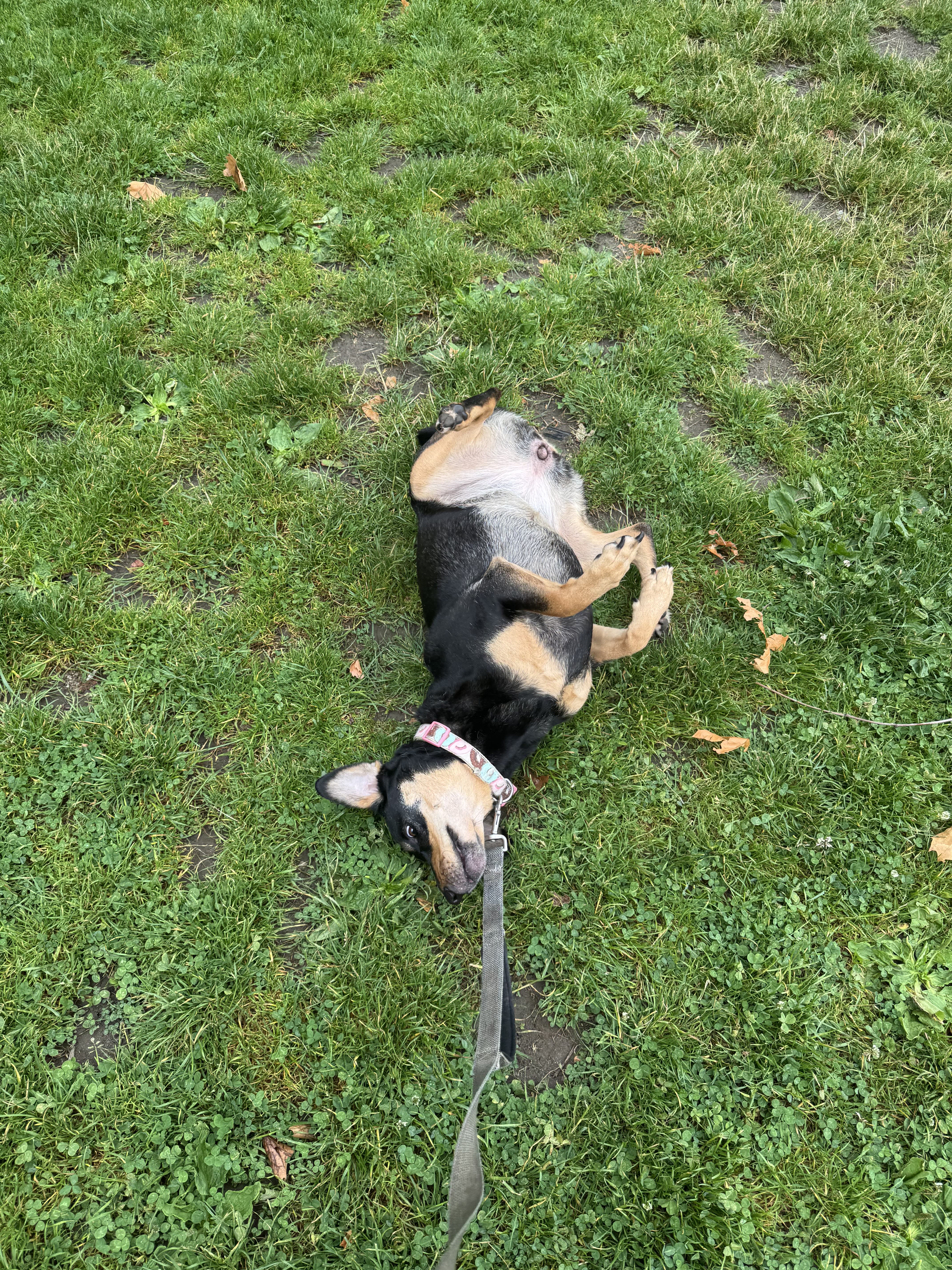 Gia rolling in grass